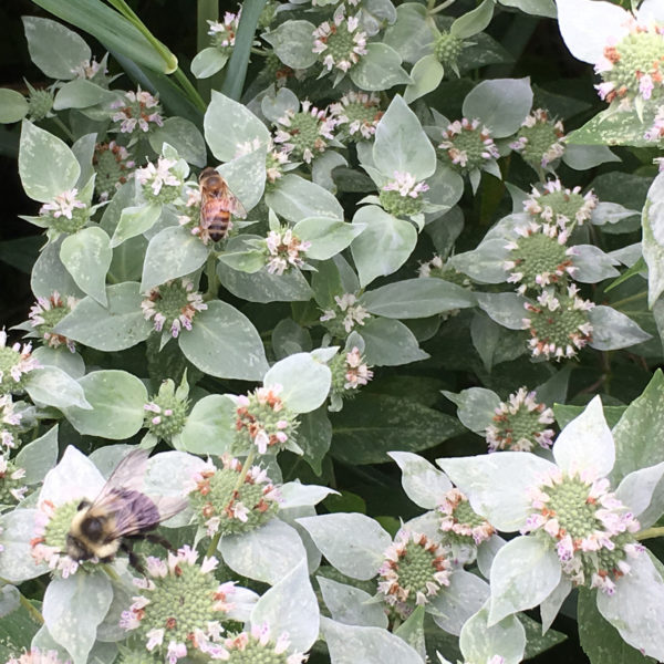 Blunt Mountain Mint