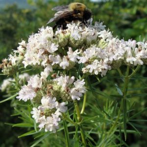 Threadleaf Mountain Mint