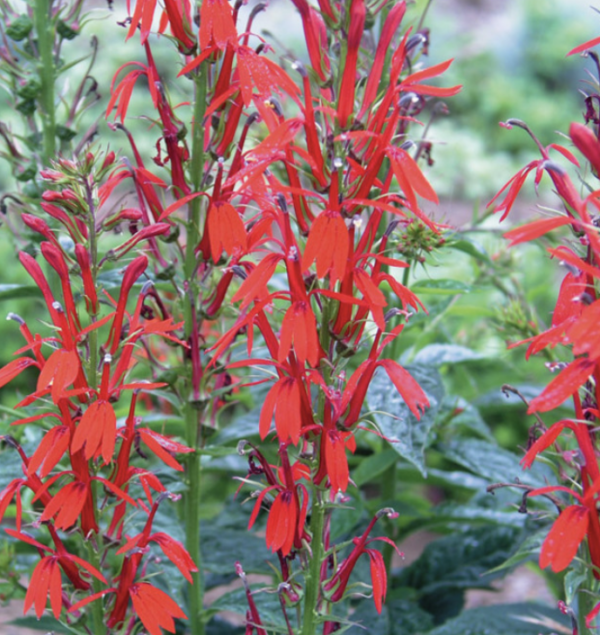 Lobelia cardinalis, Cardinal Flower - Northport Native Garden Initiative