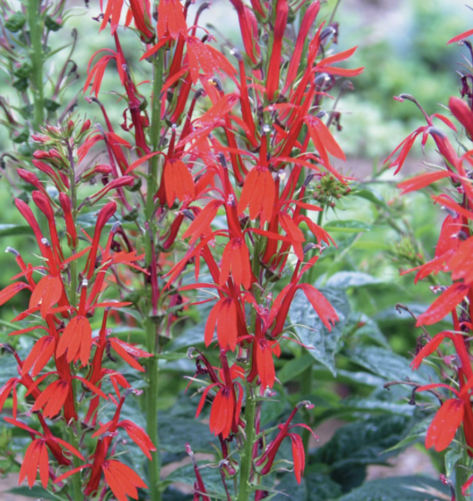 Cardinal Flower - Lobelia cardinalis - Northport Native Garden Initiative