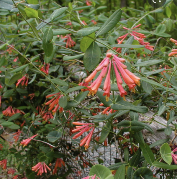 Lonicera sempervirens, Trumpet Honeysuckle Northport Native Garden